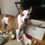 Rescue-Dog